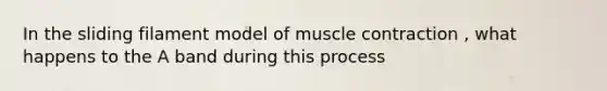 In the sliding filament model of muscle contraction , what happens to the A band during this process