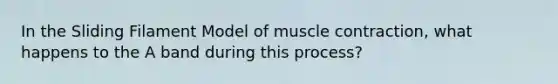 In the Sliding Filament Model of <a href='https://www.questionai.com/knowledge/k0LBwLeEer-muscle-contraction' class='anchor-knowledge'>muscle contraction</a>, what happens to the A band during this process?