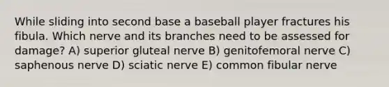 While sliding into second base a baseball player fractures his fibula. Which nerve and its branches need to be assessed for damage? A) superior gluteal nerve B) genitofemoral nerve C) saphenous nerve D) sciatic nerve E) common fibular nerve