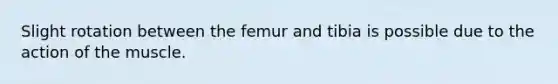 Slight rotation between the femur and tibia is possible due to the action of the muscle.