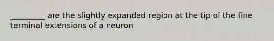 _________ are the slightly expanded region at the tip of the fine terminal extensions of a neuron