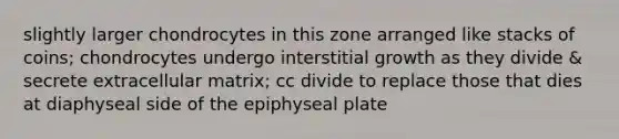 slightly larger chondrocytes in this zone arranged like stacks of coins; chondrocytes undergo interstitial growth as they divide & secrete extracellular matrix; cc divide to replace those that dies at diaphyseal side of the epiphyseal plate