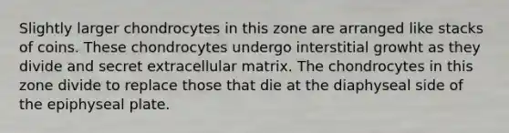 Slightly larger chondrocytes in this zone are arranged like stacks of coins. These chondrocytes undergo interstitial growht as they divide and secret extracellular matrix. The chondrocytes in this zone divide to replace those that die at the diaphyseal side of the epiphyseal plate.