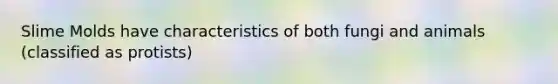 Slime Molds have characteristics of both fungi and animals (classified as protists)