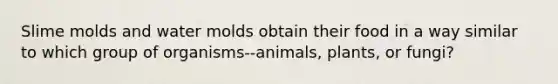 Slime molds and water molds obtain their food in a way similar to which group of organisms--animals, plants, or fungi?