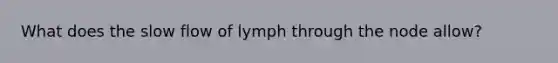 What does the slow flow of lymph through the node allow?