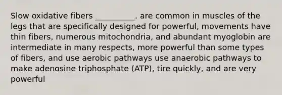 Slow oxidative fibers __________. are common in muscles of the legs that are specifically designed for powerful, movements have thin fibers, numerous mitochondria, and abundant myoglobin are intermediate in many respects, more powerful than some types of fibers, and use aerobic pathways use anaerobic pathways to make adenosine triphosphate (ATP), tire quickly, and are very powerful