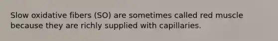Slow oxidative fibers (SO) are sometimes called red muscle because they are richly supplied with capillaries.