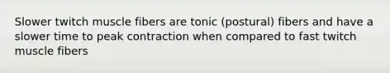 Slower twitch muscle fibers are tonic (postural) fibers and have a slower time to peak contraction when compared to fast twitch muscle fibers