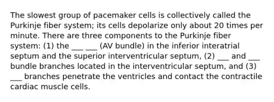 The slowest group of pacemaker cells is collectively called the Purkinje fiber system; its cells depolarize only about 20 times per minute. There are three components to the Purkinje fiber system: (1) the ___ ___ (AV bundle) in the inferior interatrial septum and the superior interventricular septum, (2) ___ and ___ bundle branches located in the interventricular septum, and (3) ___ branches penetrate the ventricles and contact the contractile cardiac muscle cells.