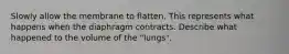 Slowly allow the membrane to flatten. This represents what happens when the diaphragm contracts. Describe what happened to the volume of the "lungs".