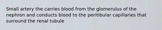 Small artery the carries blood from the glomerulus of the nephron and conducts blood to the peritibular capillaries that surround the renal tubule