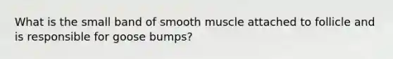 What is the small band of smooth muscle attached to follicle and is responsible for goose bumps?