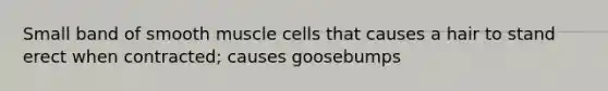 Small band of smooth muscle cells that causes a hair to stand erect when contracted; causes goosebumps