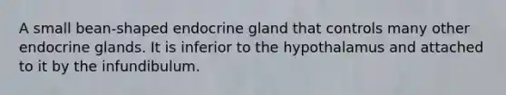 A small bean-shaped endocrine gland that controls many other endocrine glands. It is inferior to the hypothalamus and attached to it by the infundibulum.