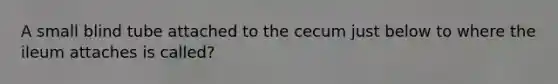 A small blind tube attached to the cecum just below to where the ileum attaches is called?