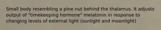 Small body resembling a pine nut behind the thalamus. It adjusts output of "timekeeping hormone" melatonin in response to changing levels of external light (sunlight and moonlight)