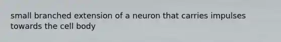 small branched extension of a neuron that carries impulses towards the cell body