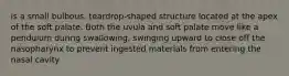 is a small bulbous, teardrop-shaped structure located at the apex of the soft palate. Both the uvula and soft palate move like a pendulum during swallowing, swinging upward to close off the nasopharynx to prevent ingested materials from entering the nasal cavity