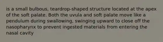 is a small bulbous, teardrop-shaped structure located at the apex of the soft palate. Both the uvula and soft palate move like a pendulum during swallowing, swinging upward to close off the nasopharynx to prevent ingested materials from entering the nasal cavity