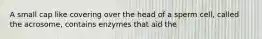 A small cap like covering over the head of a sperm cell, called the acrosome, contains enzymes that aid the