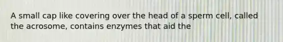 A small cap like covering over the head of a sperm cell, called the acrosome, contains enzymes that aid the