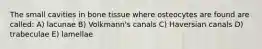 The small cavities in bone tissue where osteocytes are found are called: A) lacunae B) Volkmann's canals C) Haversian canals D) trabeculae E) lamellae