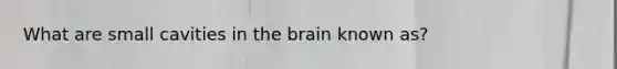 What are small cavities in the brain known as?