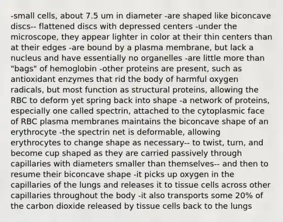 -small cells, about 7.5 um in diameter -are shaped like biconcave discs-- flattened discs with depressed centers -under the microscope, they appear lighter in color at their thin centers than at their edges -are bound by a plasma membrane, but lack a nucleus and have essentially no organelles -are little more than "bags" of hemoglobin -other proteins are present, such as antioxidant enzymes that rid the body of harmful oxygen radicals, but most function as structural proteins, allowing the RBC to deform yet spring back into shape -a network of proteins, especially one called spectrin, attached to the cytoplasmic face of RBC plasma membranes maintains the biconcave shape of an erythrocyte -the spectrin net is deformable, allowing erythrocytes to change shape as necessary-- to twist, turn, and become cup shaped as they are carried passively through capillaries with diameters smaller than themselves-- and then to resume their biconcave shape -it picks up oxygen in the capillaries of the lungs and releases it to tissue cells across other capillaries throughout the body -it also transports some 20% of the carbon dioxide released by tissue cells back to the lungs