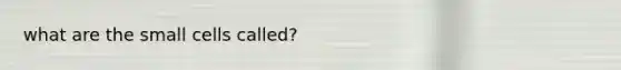 what are the small cells called?