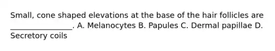 Small, cone shaped elevations at the base of the hair follicles are ________________. A. Melanocytes B. Papules C. Dermal papillae D. Secretory coils