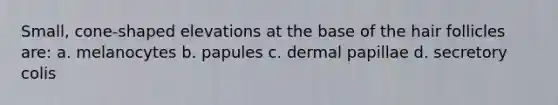 Small, cone-shaped elevations at the base of the hair follicles are: a. melanocytes b. papules c. dermal papillae d. secretory colis