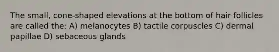 The small, cone-shaped elevations at the bottom of hair follicles are called the: A) melanocytes B) tactile corpuscles C) dermal papillae D) sebaceous glands​