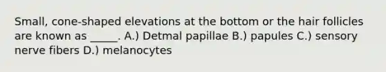 Small, cone-shaped elevations at the bottom or the hair follicles are known as _____. A.) Detmal papillae B.) papules C.) sensory nerve fibers D.) melanocytes