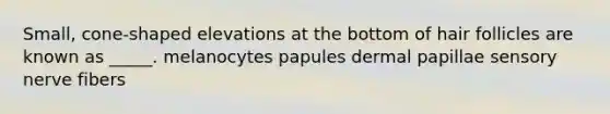 Small, cone-shaped elevations at the bottom of hair follicles are known as _____. melanocytes papules dermal papillae sensory nerve fibers