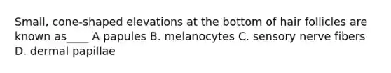 Small, cone-shaped elevations at the bottom of hair follicles are known as____ A papules B. melanocytes C. sensory nerve fibers D. dermal papillae