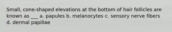 Small, cone-shaped elevations at the bottom of hair follicles are known as ___ a. papules b. melanocytes c. sensory nerve fibers d. dermal papillae