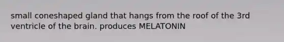 small coneshaped gland that hangs from the roof of the 3rd ventricle of the brain. produces MELATONIN