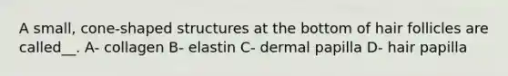 A small, cone-shaped structures at the bottom of hair follicles are called__. A- collagen B- elastin C- dermal papilla D- hair papilla