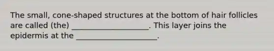 The small, cone-shaped structures at the bottom of hair follicles are called (the) ____________________. This layer joins the epidermis at the _____________________.