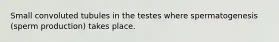 Small convoluted tubules in the testes where spermatogenesis (sperm production) takes place.