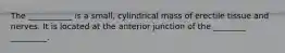 The ___________ is a small, cylindrical mass of erectile tissue and nerves. It is located at the anterior junction of the ________ _________.