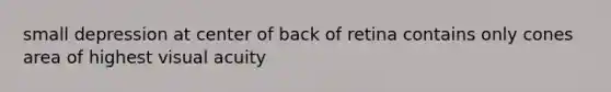 small depression at center of back of retina contains only cones area of highest visual acuity