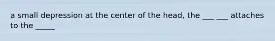 a small depression at the center of the head, the ___ ___ attaches to the _____