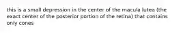 this is a small depression in the center of the macula lutea (the exact center of the posterior portion of the retina) that contains only cones