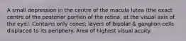 A small depression in the centre of the macula lutea (the exact centre of the posterior portion of the retina, at the visual axis of the eye). Contains only cones; layers of bipolar & ganglion cells displaced to its periphery. Area of highest visual acuity.