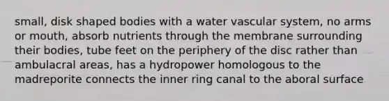 small, disk shaped bodies with a water vascular system, no arms or mouth, absorb nutrients through the membrane surrounding their bodies, tube feet on the periphery of the disc rather than ambulacral areas, has a hydropower homologous to the madreporite connects the inner ring canal to the aboral surface