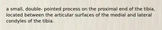 a small, double- pointed process on the proximal end of the tibia, located between the articular surfaces of the medial and lateral condyles of the tibia.