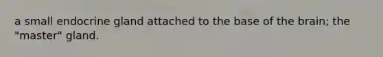 a small endocrine gland attached to the base of <a href='https://www.questionai.com/knowledge/kLMtJeqKp6-the-brain' class='anchor-knowledge'>the brain</a>; the "master" gland.