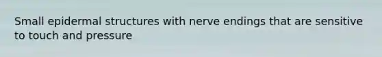 Small epidermal structures with nerve endings that are sensitive to touch and pressure